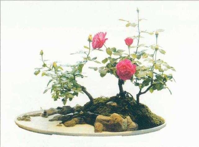 怎么制作月季组合盆景的5个步骤