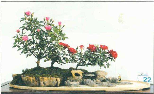 怎么制作月季组合盆景的5个步骤