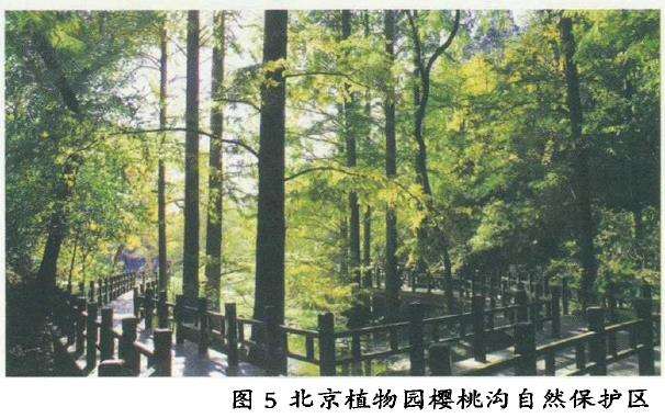 水杉是如何在千万年后被人们发现的呢