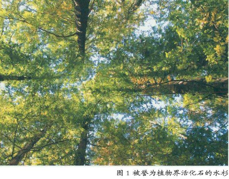 水杉是如何在千万年后被人们发现的呢