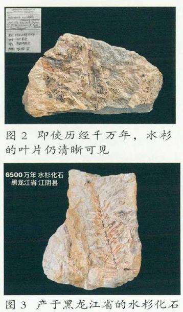 水杉是如何在千万年后被人们发现的呢