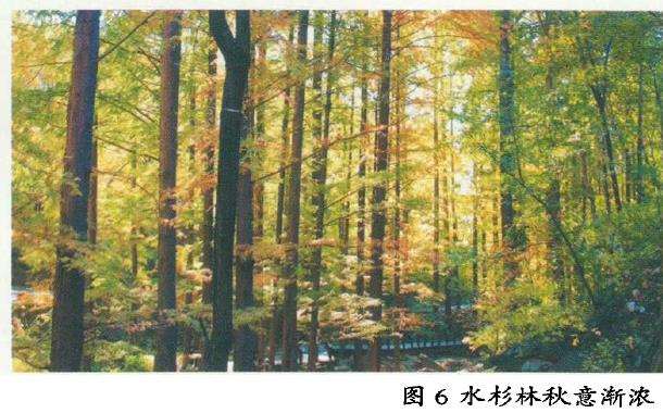 水杉是如何在千万年后被人们发现的呢