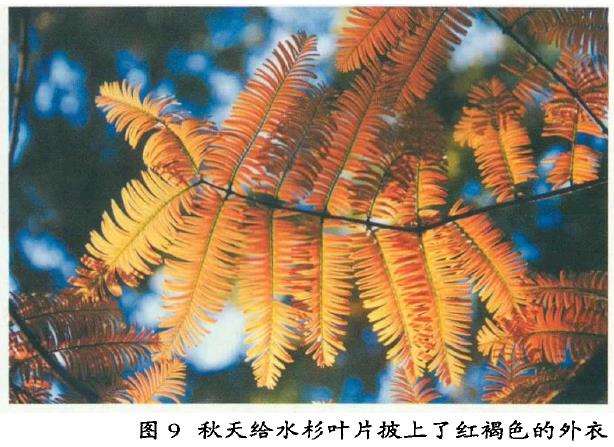 水杉是如何在千万年后被人们发现的呢