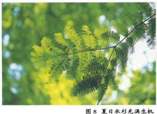 水杉是如何在千万年后被人们发现的呢