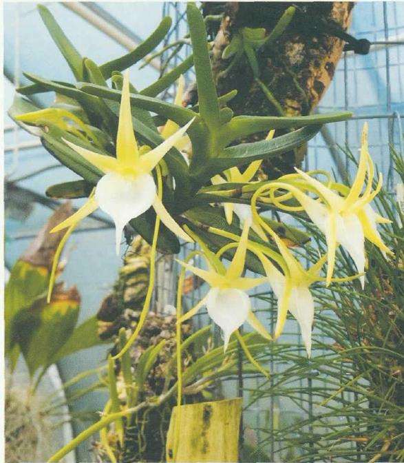 彗星兰怎么浇水养护的3个方法