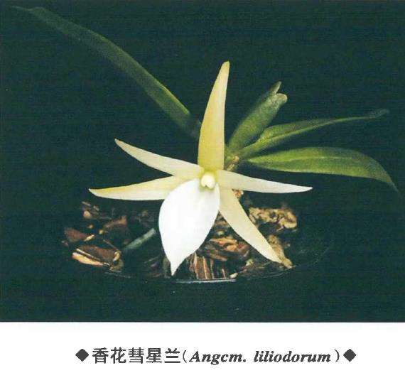 5种马达加斯加特有种 彗星兰属植物