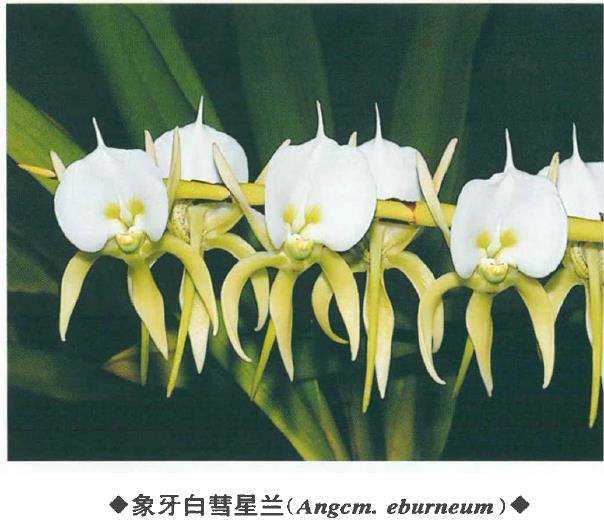 5种马达加斯加特有种 彗星兰属植物