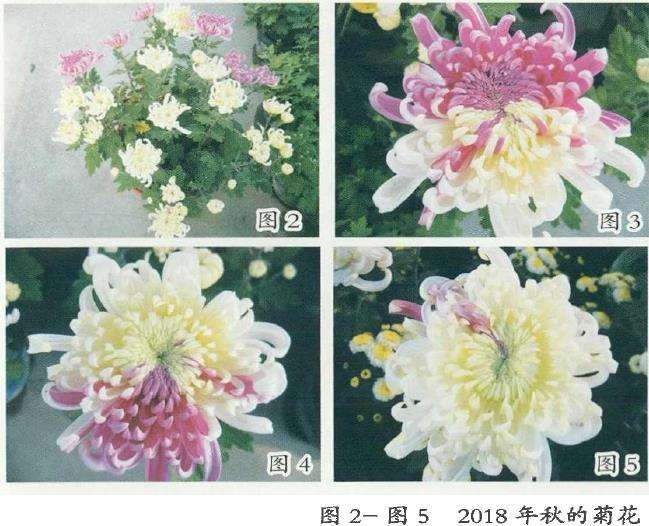 8个菊花芽变嵌合体新品种 你见过吗 图片