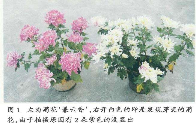 8个菊花芽变嵌合体新品种 你见过吗 图片