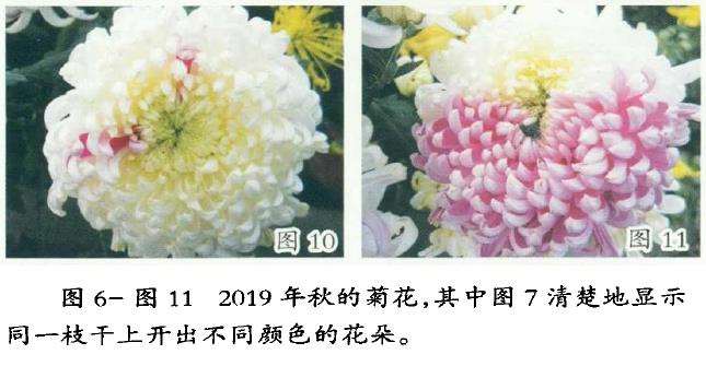 8个菊花芽变嵌合体新品种 你见过吗 图片
