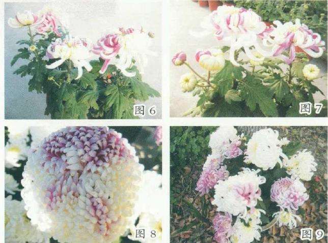 8个菊花芽变嵌合体新品种 你见过吗 图片