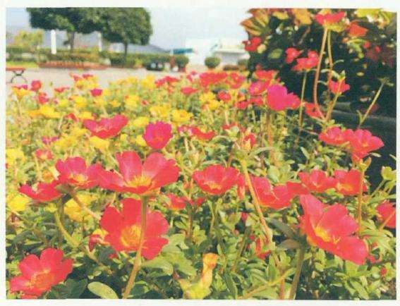 4种打卡草花类花园植物 图片