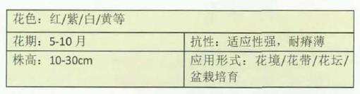 4种打卡草花类花园植物 图片