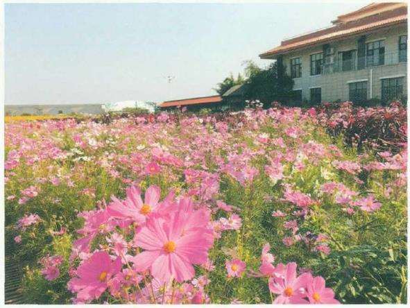 4种打卡草花类花园植物 图片