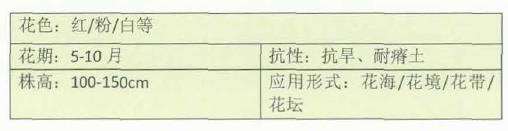 4种打卡草花类花园植物 图片