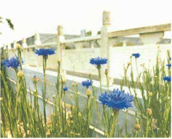 4种打卡草花类花园植物 图片