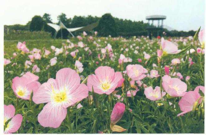 4种打卡草花类花园植物 图片