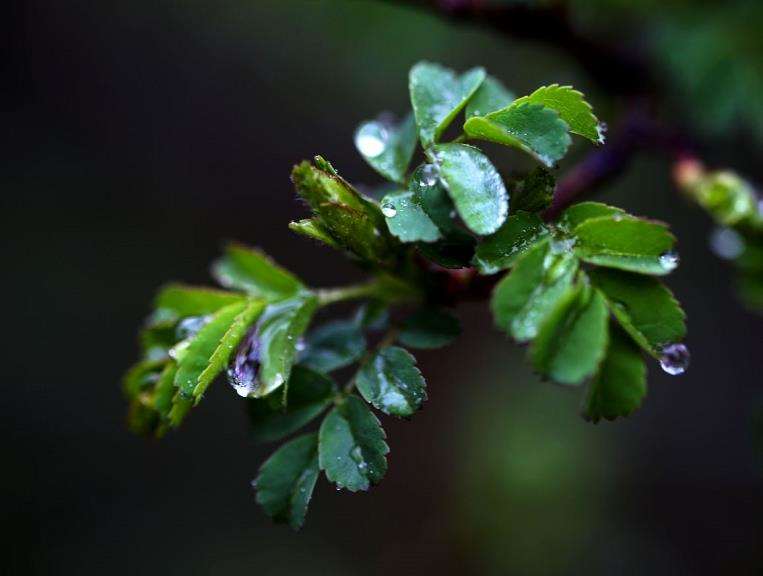 王祖红经营的天雨花卉几乎是家喻户晓