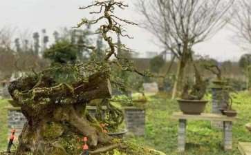 2022年 盆景产业趋势如何