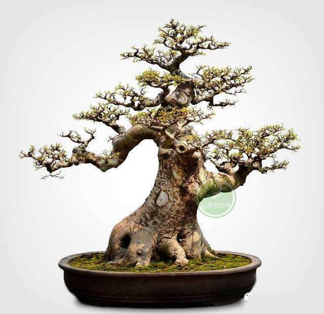 盆景出口企业中山伟光园艺中心企业已经复工