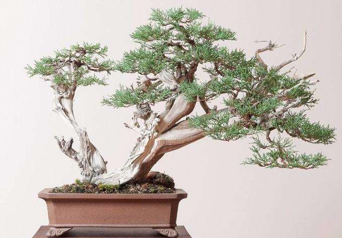 新冠疫情给中国盆景产业造成了怎样的影响