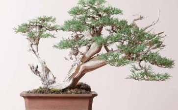 新冠疫情给中国盆景产业造成了怎样的影响