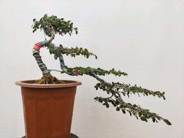 黄杨盆景怎么苗木选材和构图培养