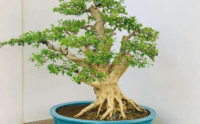 小叶黄杨盆景的6个造型技术与材料