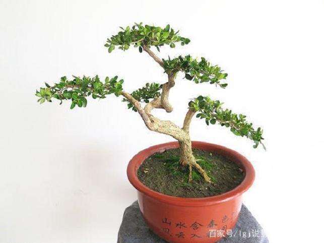 小叶黄杨盆景的6个造型技术与材料