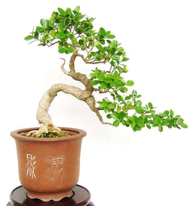 小叶黄杨盆景的修剪要把握好这6个原则