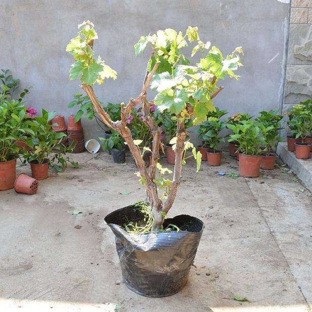 金手指葡萄盆景怎么栽植和日常管理