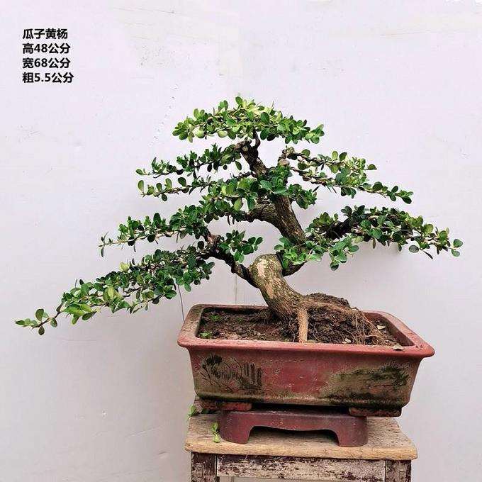 小叶黄杨盆景怎么上盆栽植的3个方法