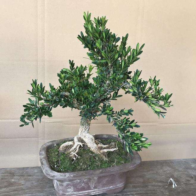 小叶黄杨盆景怎么浇水施肥的5个步骤