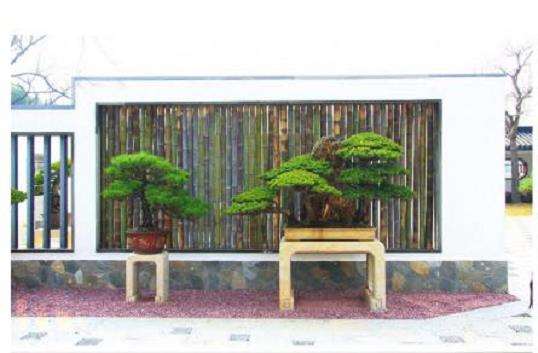 上海盆景园怎么展示规划的5个步骤