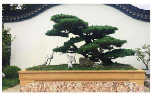 上海盆景园怎么展示规划的5个步骤