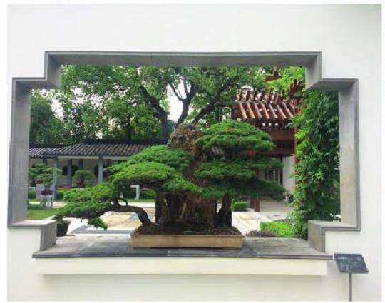 上海盆景园怎么展示规划的5个步骤