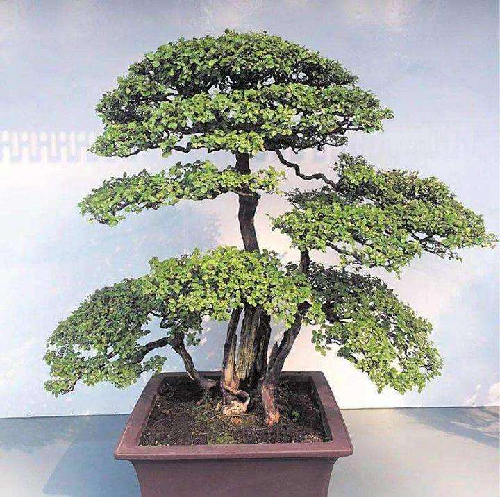 中国盆景的5个主要流派是什么