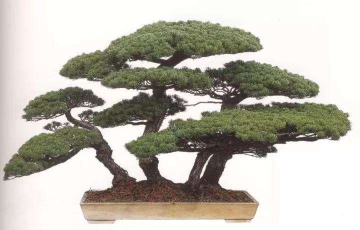 中国盆景的5个主要流派是什么