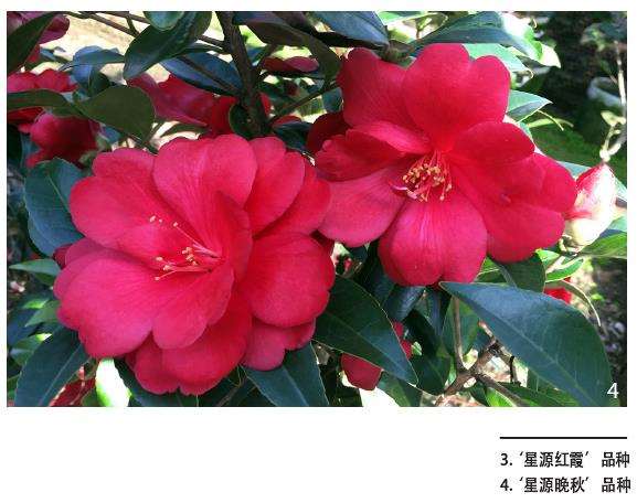 6个多季茶花品种的观赏性 图片