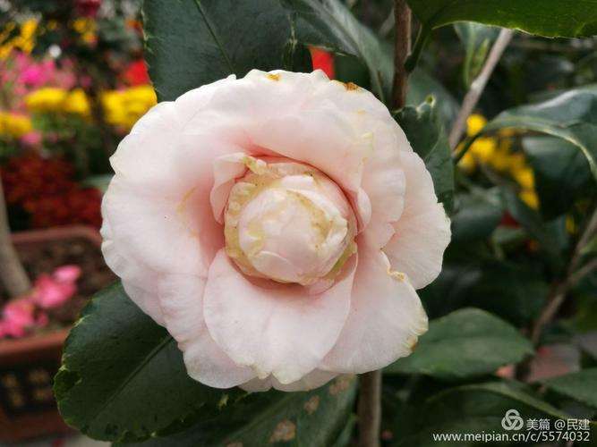 茶花在上海的4个观赏期的测定
