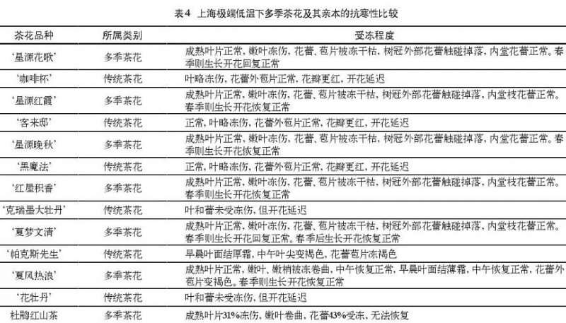 上海多季茶花对土壤ph适应性 图片