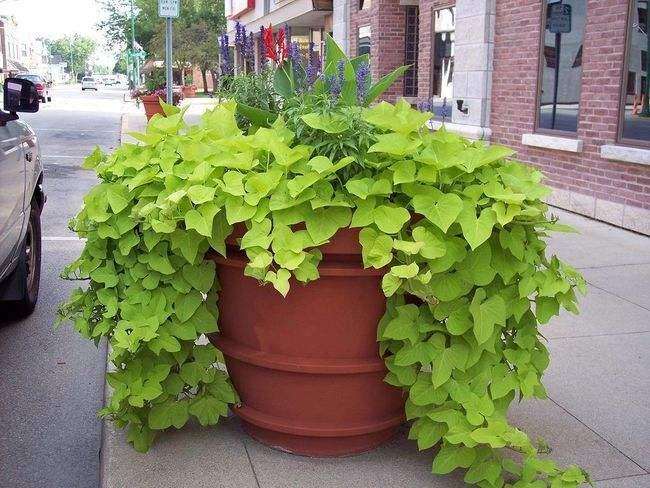 常见观赏甘薯品种及其园林观赏特性