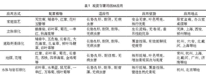 观赏甘薯在园林中的4个绿化应用