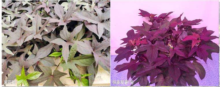 观赏甘薯在徐州园林的5个研究及应用
