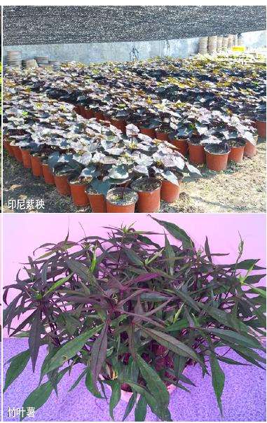 观赏甘薯在徐州园林的5个研究及应用