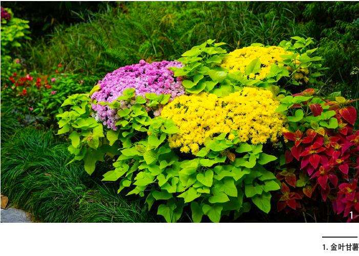 观赏甘薯在徐州园林绿化的3个应用