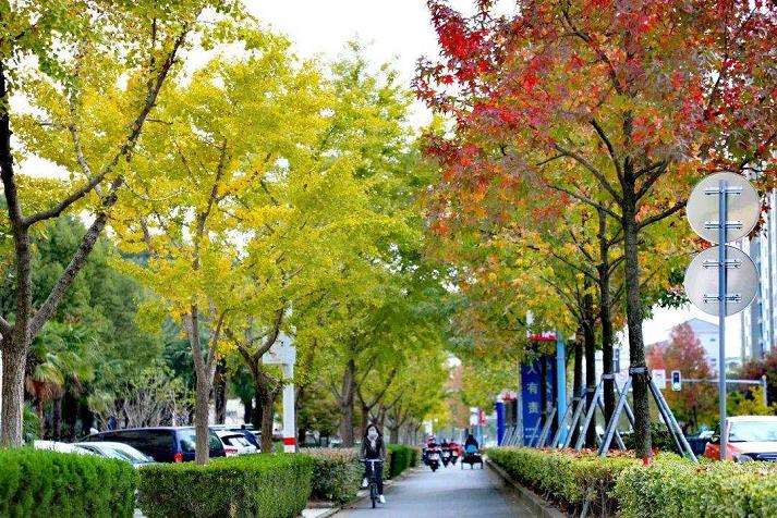 北美枫香怎么播种和嫁接繁殖的5个方法