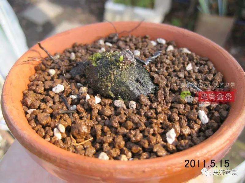 图解 矮霸老鸦柿10年制作成微型盆景的过程