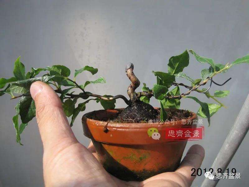 图解 矮霸老鸦柿10年制作成微型盆景的过程