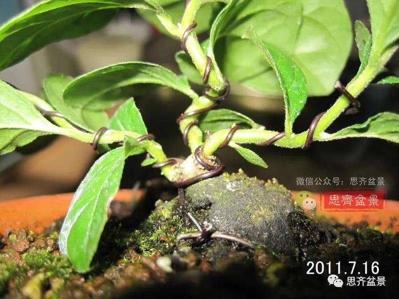 图解 矮霸老鸦柿10年制作成微型盆景的过程